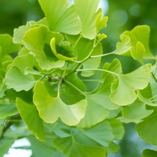 Estratto di Foglie di Ginkgo Biloba