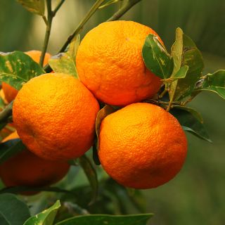 Estratto di Arancia Amara (Hesperidina e Diosmina)