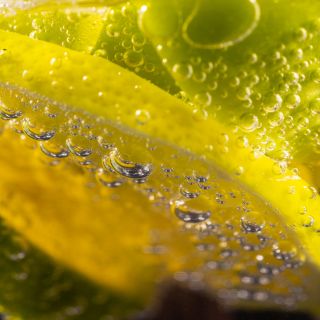 GABA (Acido Gamma–Aminobutirrico)